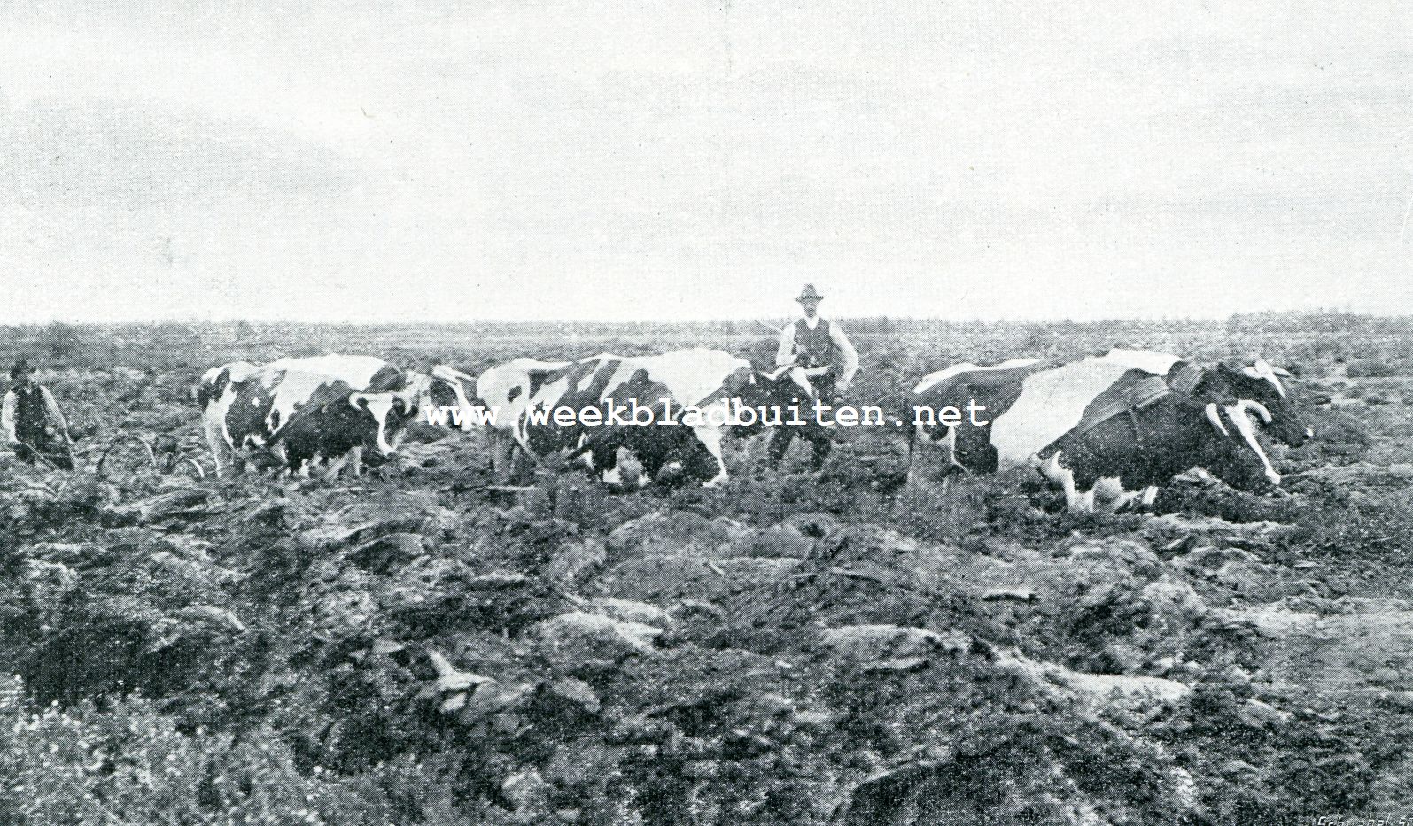 Stoom-ploegen. Een span ossen aan 't werk. Ploegen der Nederlandsche Heidemaatschapppij te Bakel, 20 augustus 1907