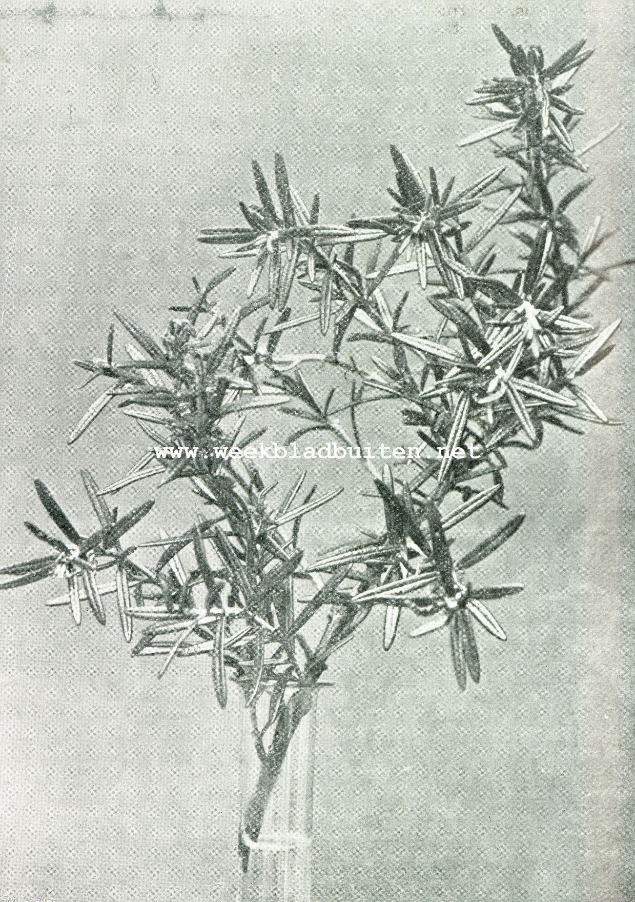 Rozemarijntakje (Rosmarinus Officinalis)
