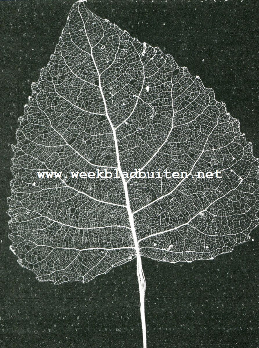 Bladskeletten. Skelet van een popelblad