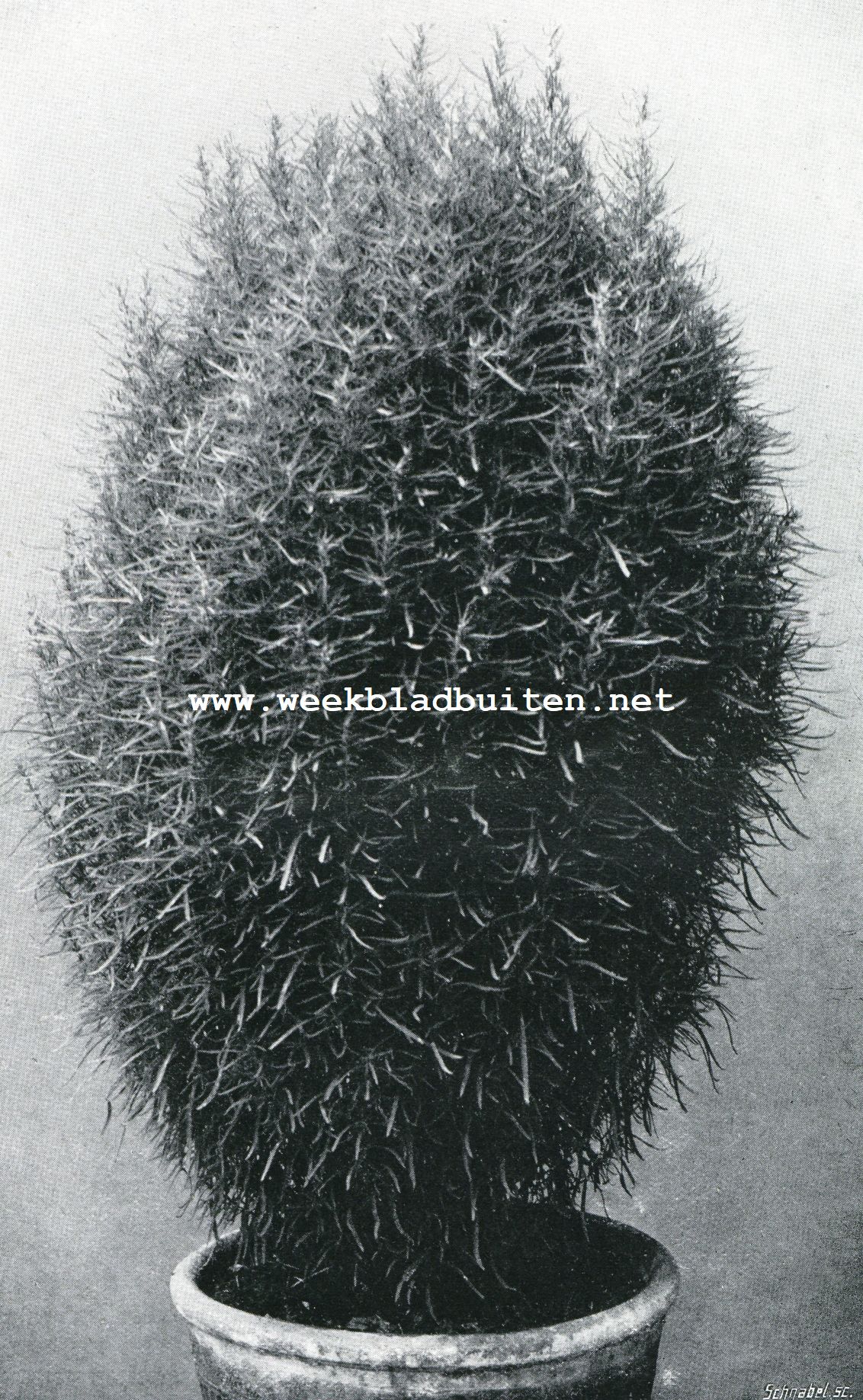 Kochia Trichophylla