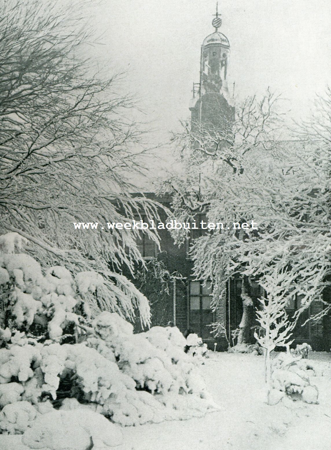 Boomen met sneeuw bedelt
