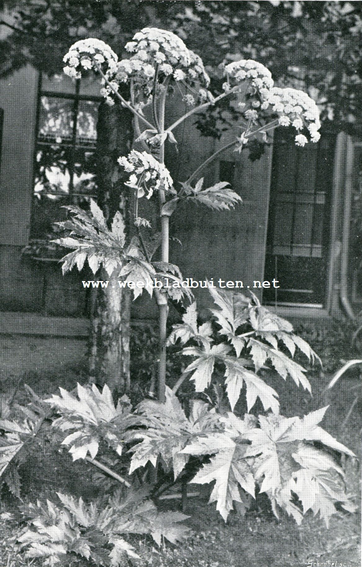 De bereklauw op 15 Juni 1907