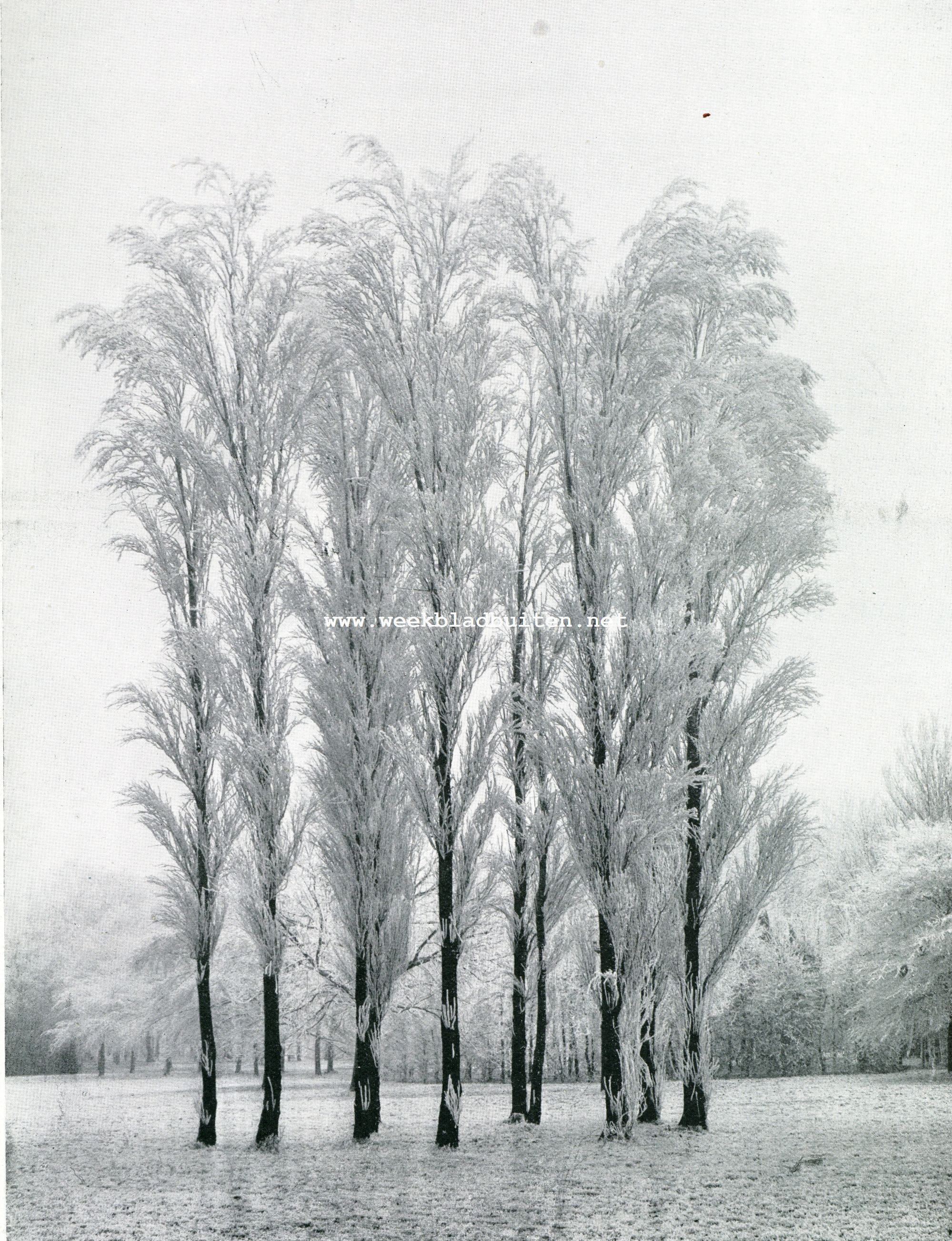 Boomen die op siergrassen geleken (Vondelpark)