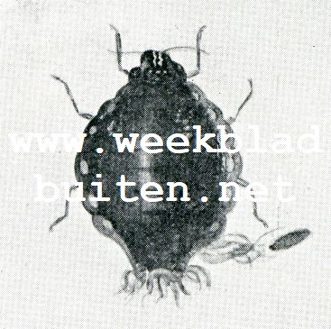 Ongevleugelde dieren met eitjes 1