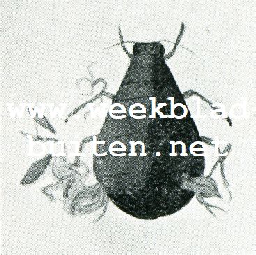 Ongevleugelde dieren met eitjes 2