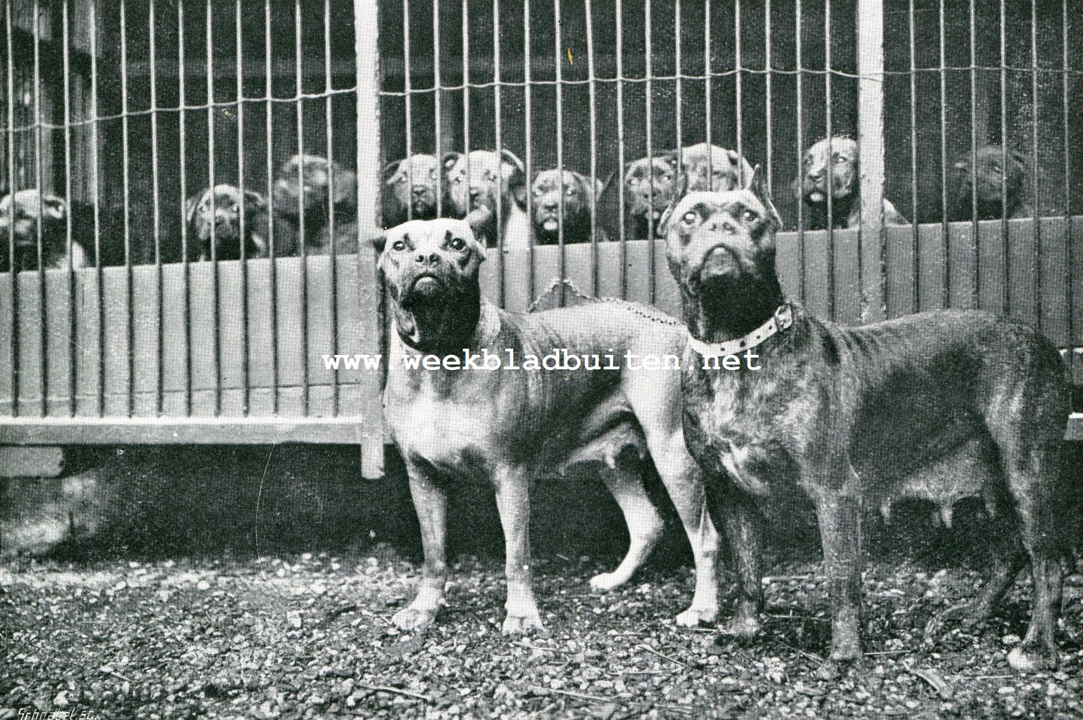 De boxer. Rechts: Cla van Maasoever