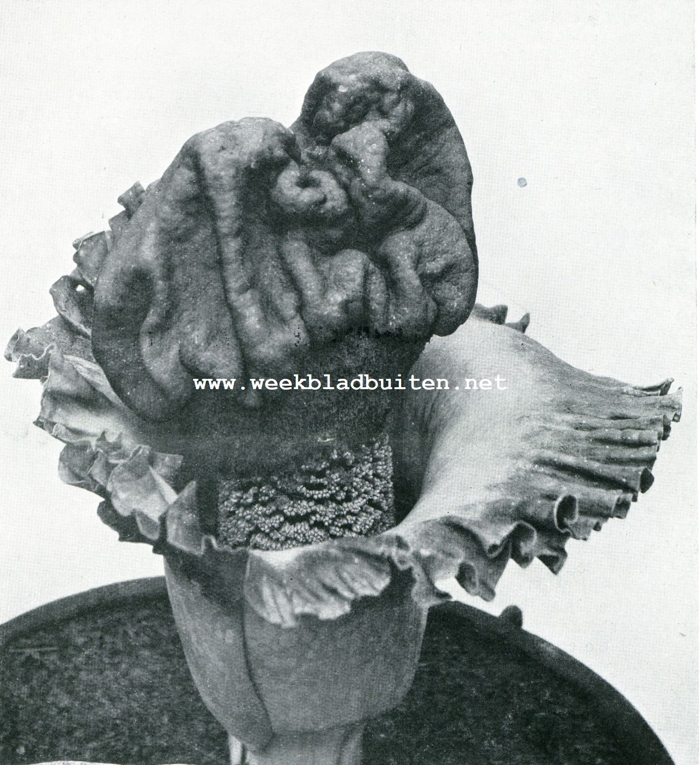Bloem van Amorphophallus Campanulatus