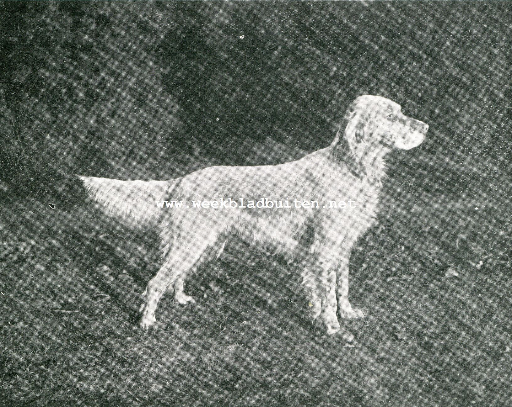 De Engelsche Setter. Champion Mallwyd Mumm. De edelste Engelsche setter in ons land