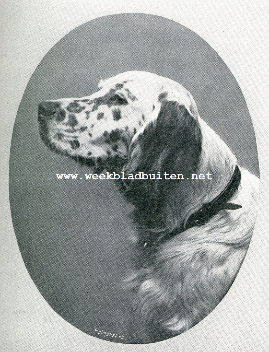 De Engelsche Setter. Een mooi geteekende Eng. setter kop