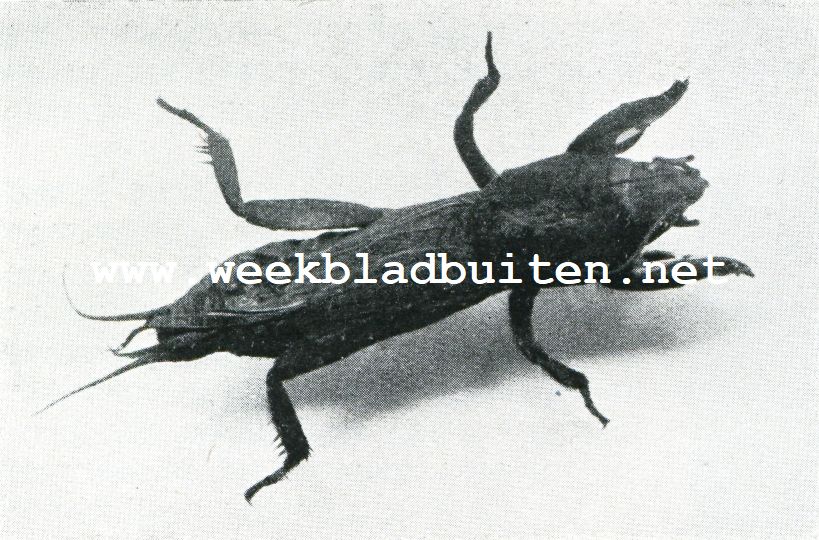 De veenmol