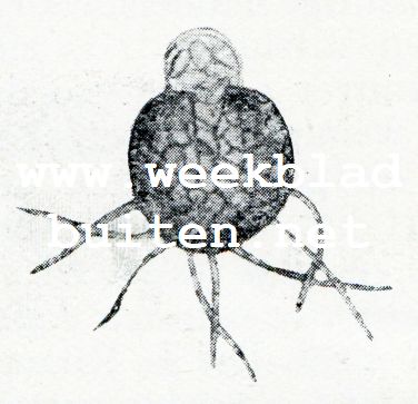Bij de mieren. Perithecium van de Amerikaansche meeldauwzwam opengedrukt (150 maal vergroot). Men ziet slechts n sporenzak uittreden. De aanhangselen van het P. zijn voor een gedeelte afgebroken. (naar Erickson en Wulff)