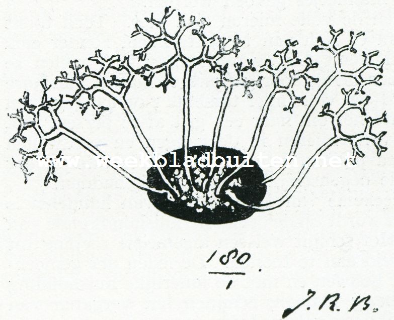Bij de mieren. Perith. Van de Eur. Meeldauwzwam (180 x vergr.) Orig. Het P. is van terzijde gezien, eenigszins afgeplat. De aanhangselen zijn ongekleurd en zeer vertakt