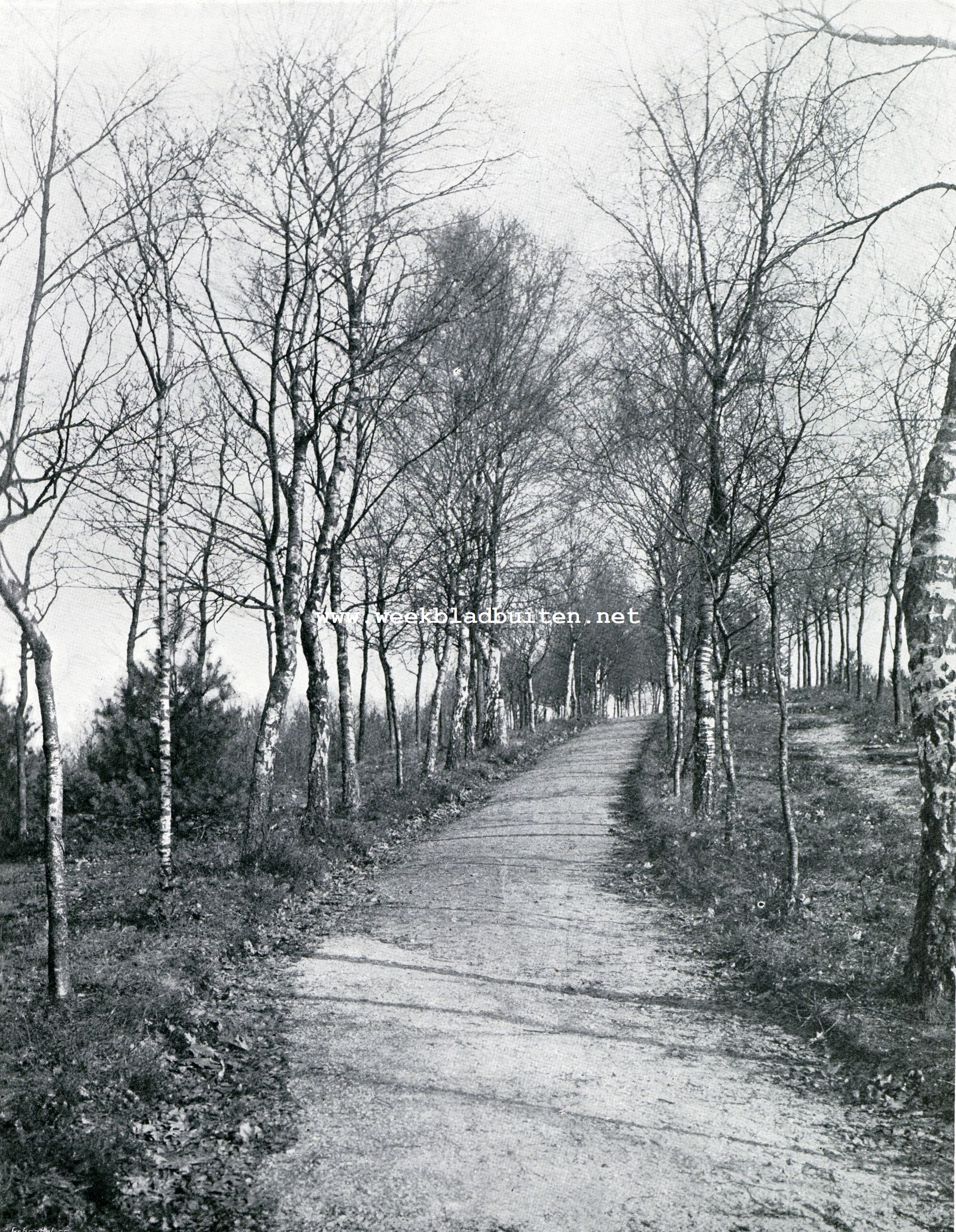 Berkenlaantje op de Torenberg bij Velp