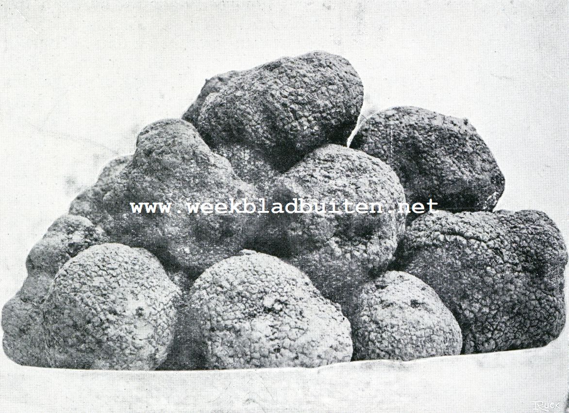 De truffel. Pas gezamelde truffels nog met aarde bedekt