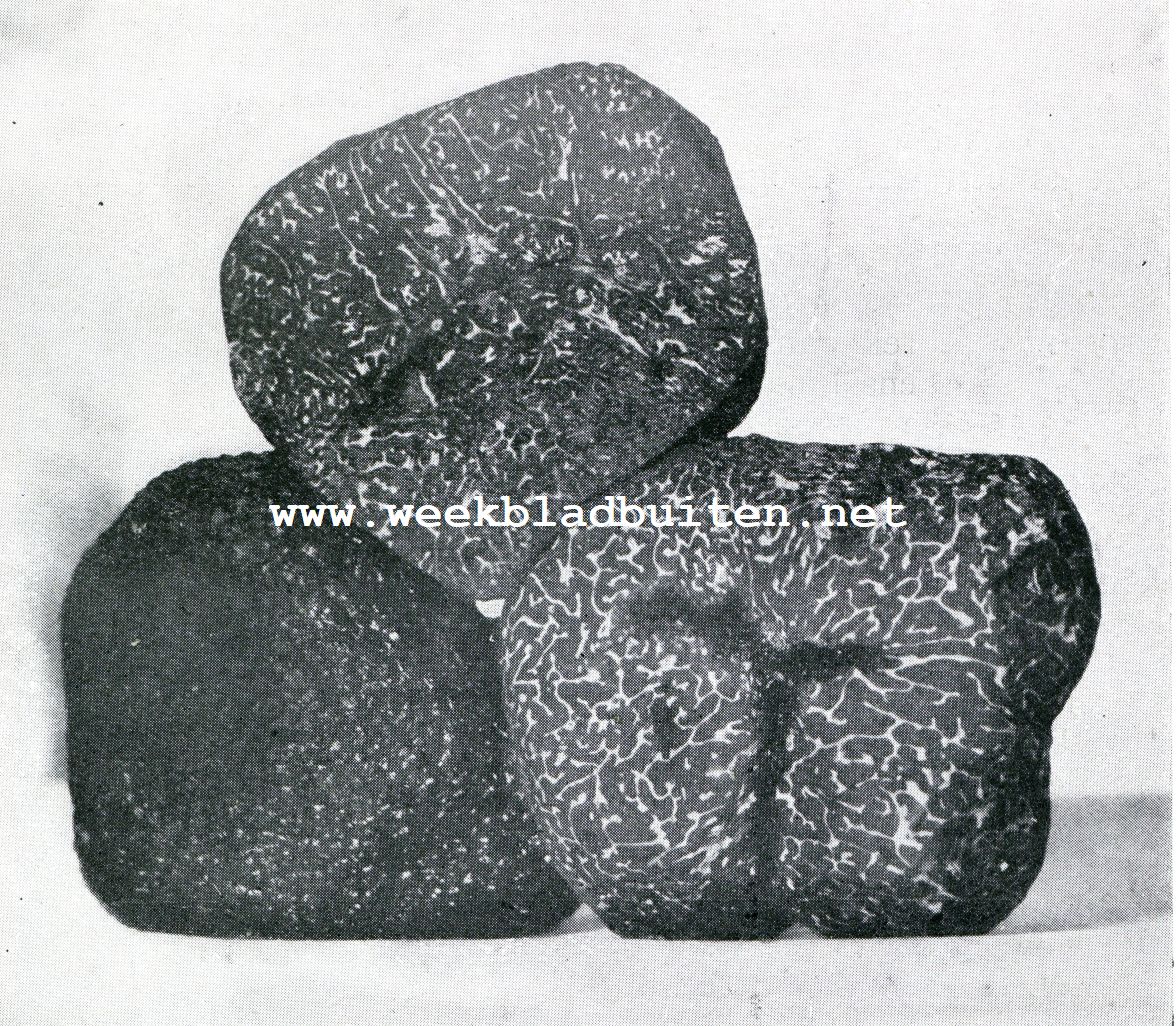 De truffel. Doorsnede van de Perigord truffel (Tuber Melanosporum)