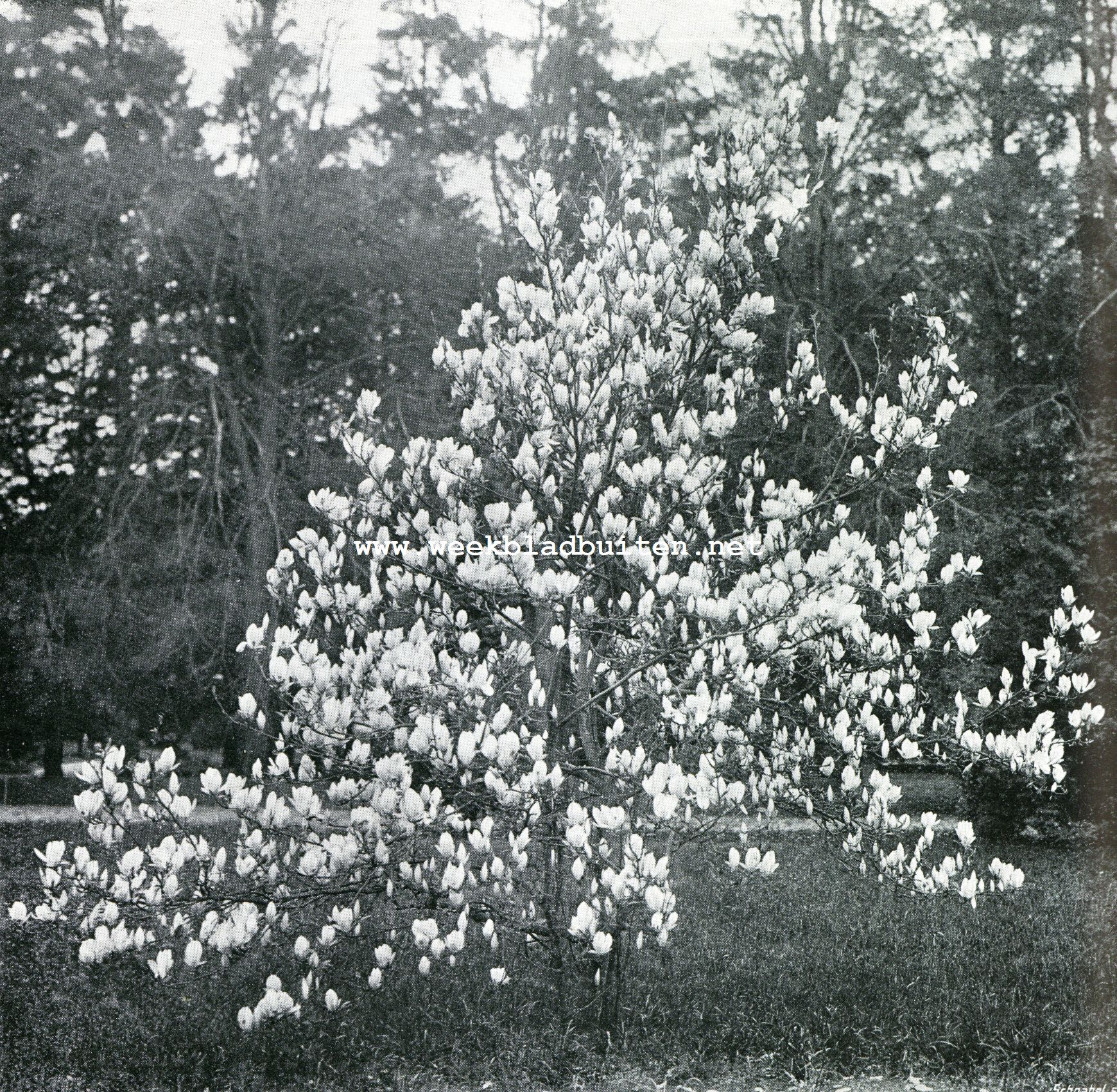 Magnolia op Wapenvelde (Gelderland)