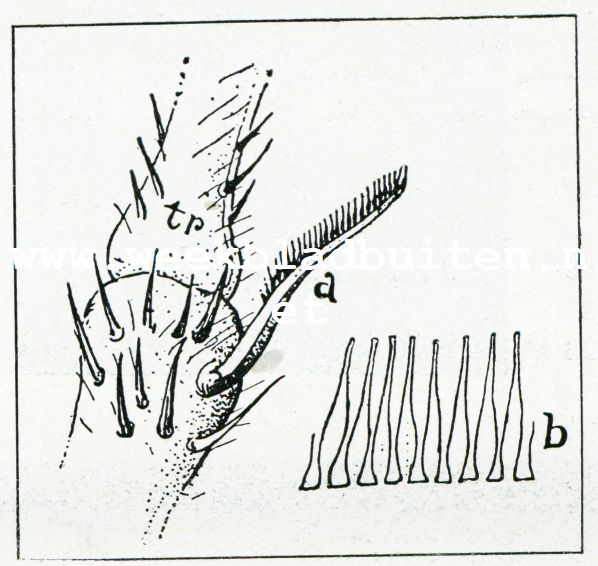 Bij de mieren. Mieren-toiletbenoodigdheden (sterk vergroot); a. tweede spoor of ham.b. tanden van den tibia-ham
