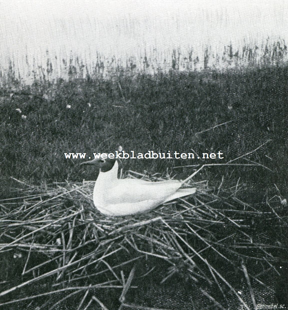 Broedende kokmeeuw (Larus Ridibundus L.)