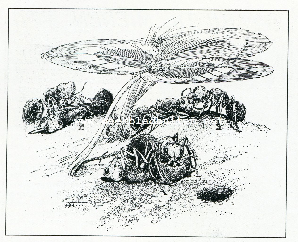 Bij de mieren. Mieren, hare vriendinnen vriendscahppelijk borstelend en reinigend met de tong: a. het reinigen van den buik; b. het reinigen van pooten en zijden; c. het reinigen van de monddeelen