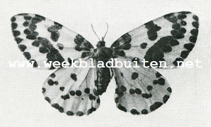 Vlinder van de bessenspanrups