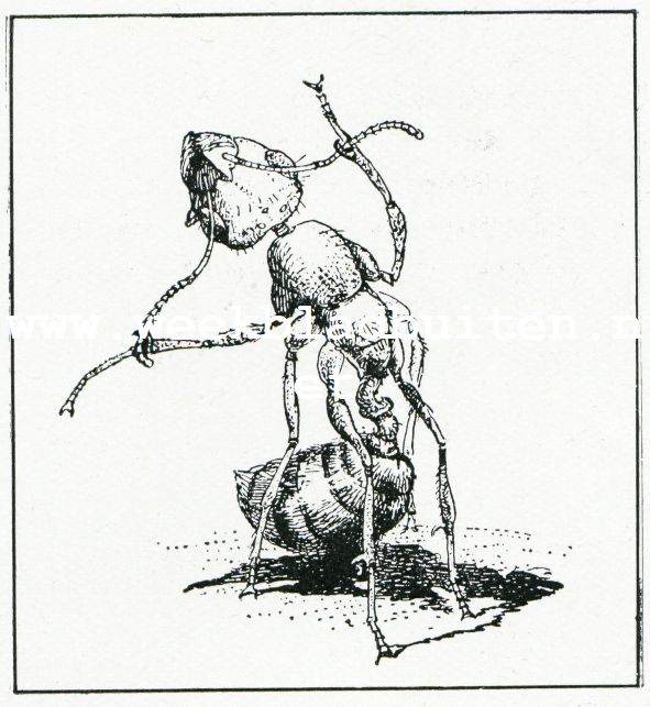 Bij de mieren. Het uitkammen der voelsprieten
