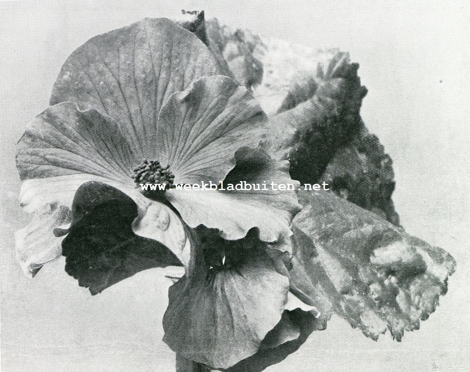 Enkele knolbegonia