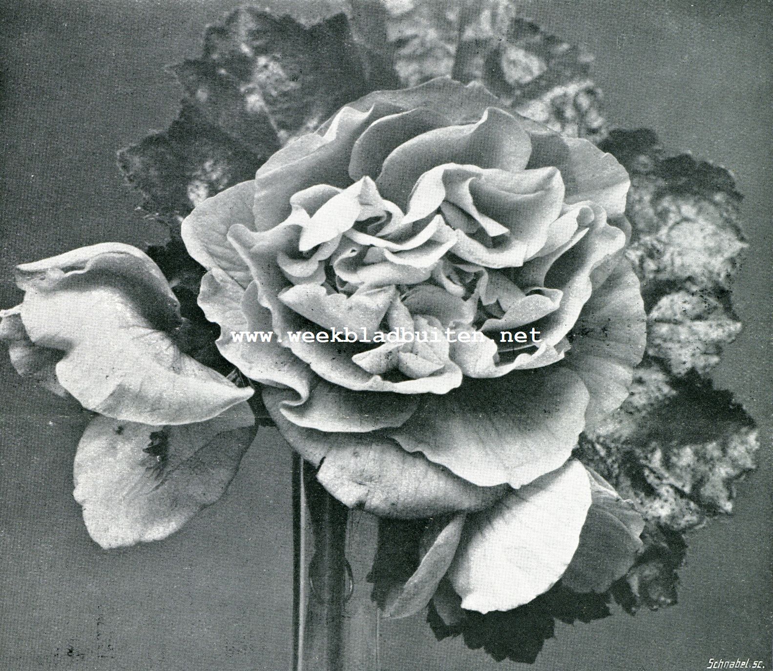Dubbele knolbegonia