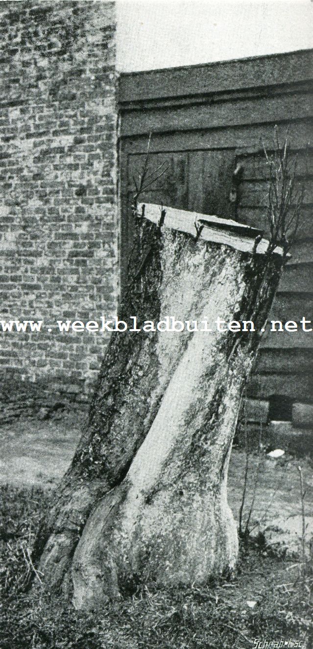 Iets over het veredelen van vruchtboomen. Afb. 2. een in April 1907 omgeendte oude appelboom