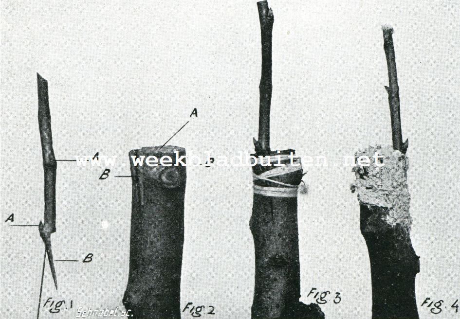 Iets over het veredelen van vruchtboomen. Afb. 1. verschillende stadia van de griffeling onder de bast. Fig.1. het entrijsje; fig. 2. de losgepelde bast; fig. 3. het entrijsje onder de losgepelde bast gefixeerd; fig. 4. de wondvlakten met entwas bestreken
