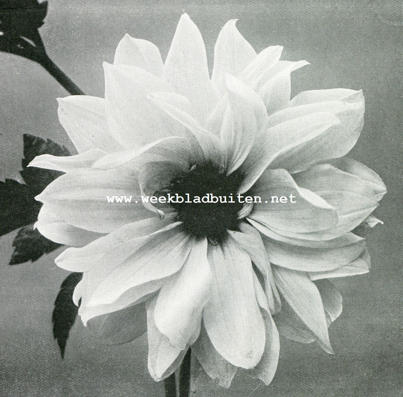 Pioen- of Splendid-Dahlia