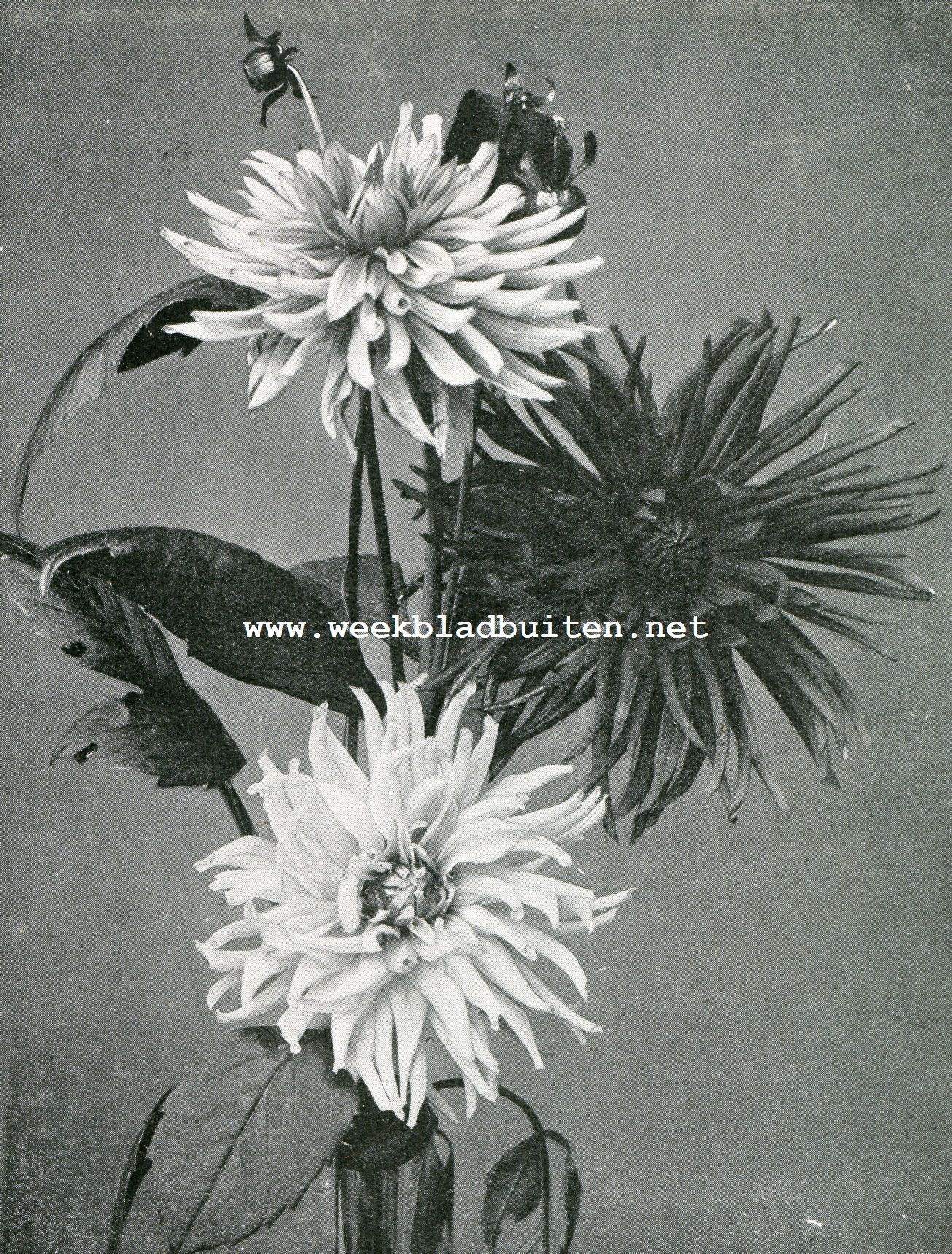 Bouquet moderne cactus- of edel-dahlia's