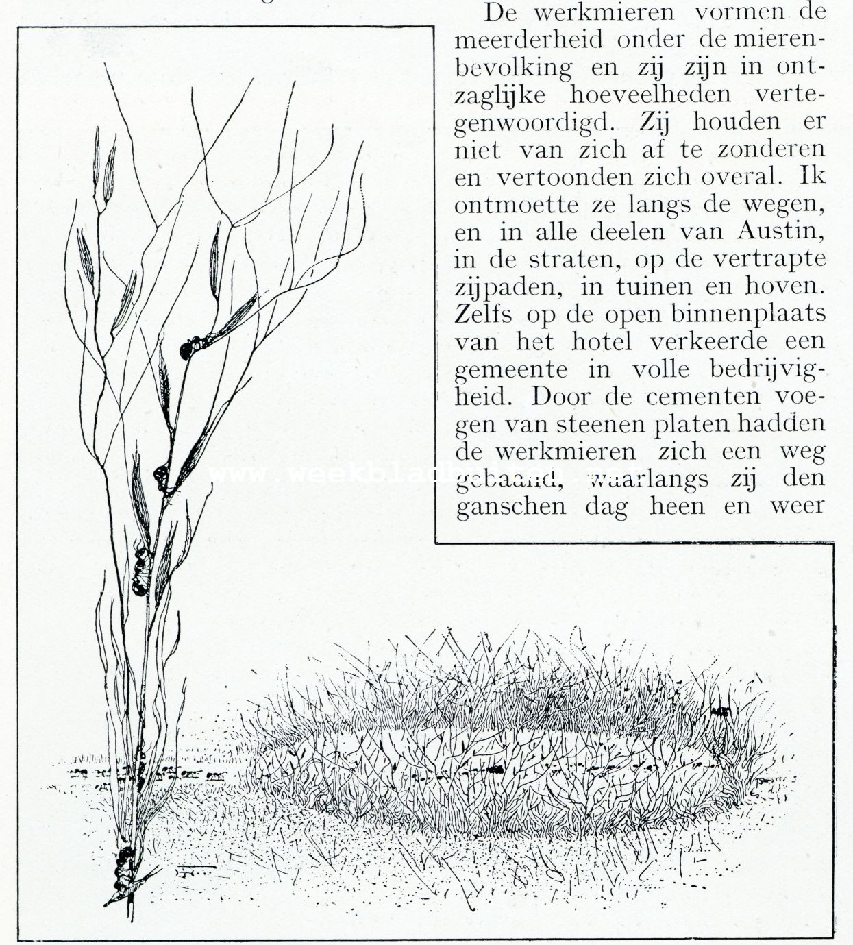 Bij de mieren. Een rond plekje gronds begroeid met mierenrijst. Links een enkele aar