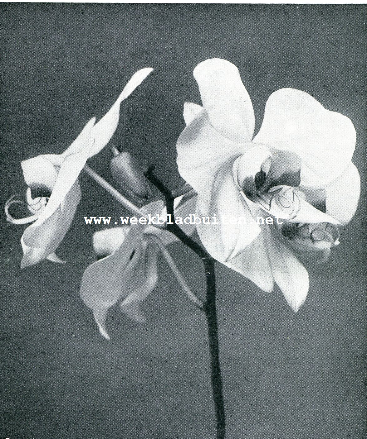 De koningin der orchideen. Phalaenopsis Amabilis (2/3 nat. Grootte)