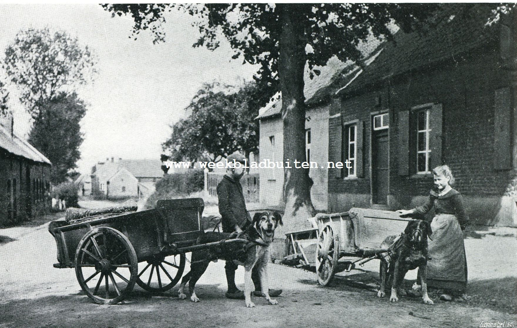 Iets over trekhonden. Slecht geladen