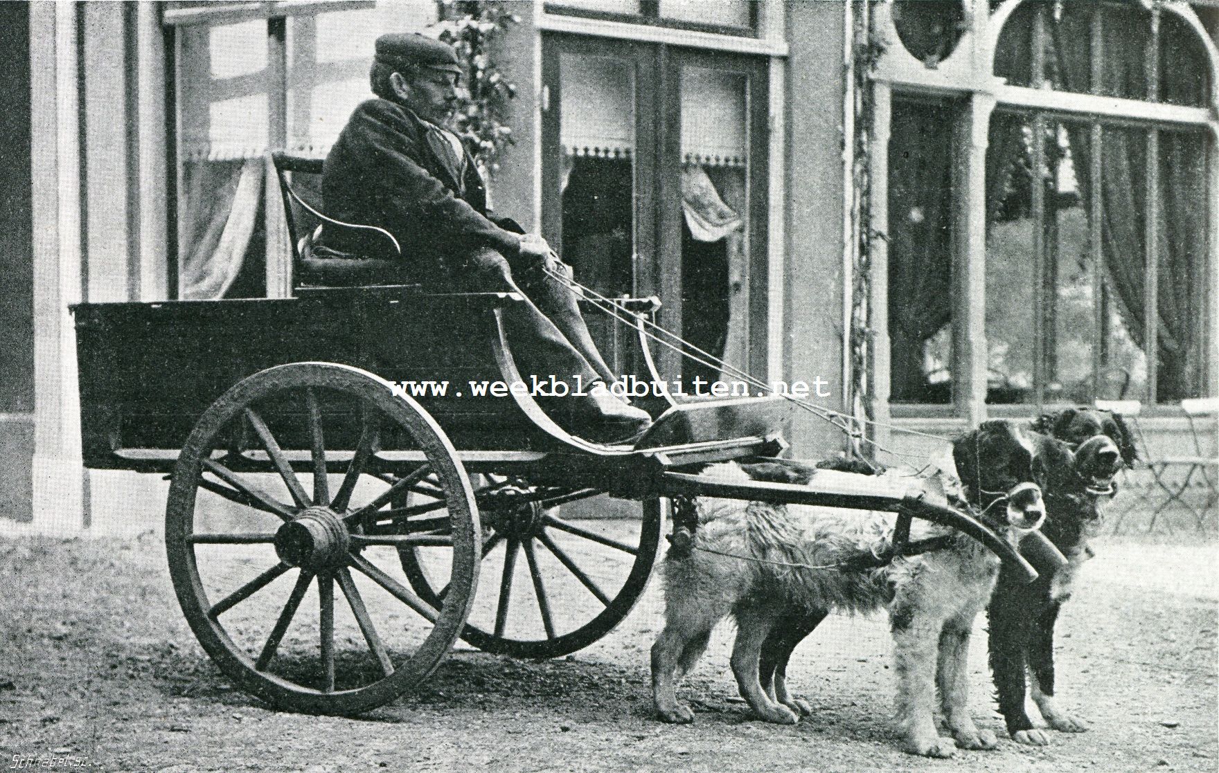 Iets over trekhonden. Een goede kar met slechte honden