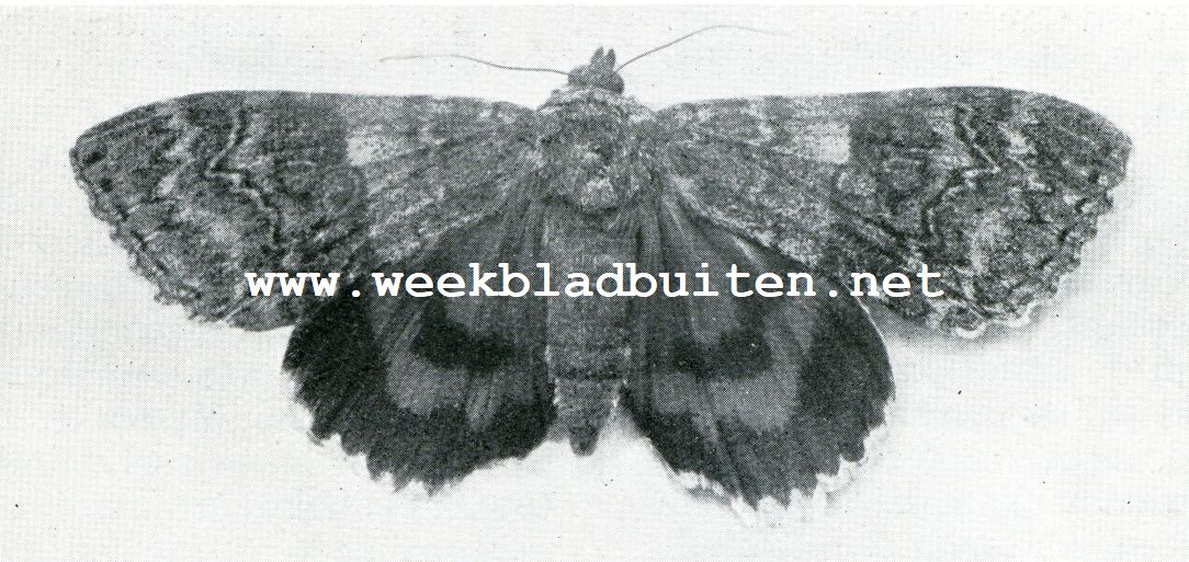 Kleurige kinderen der natuur. Roode Weeskind