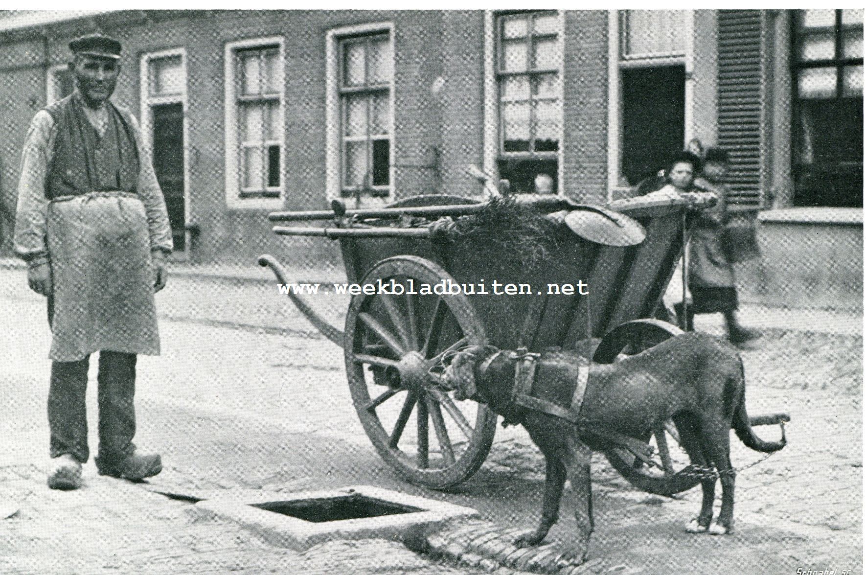 Iets over trekhonden. In dienst der Gemeentereiniging op het platteland