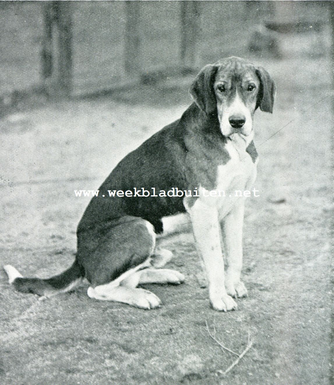 Iets over jachtrijden en de Koninklijke Veluwsche Jachtvereeniging. De foxhound 