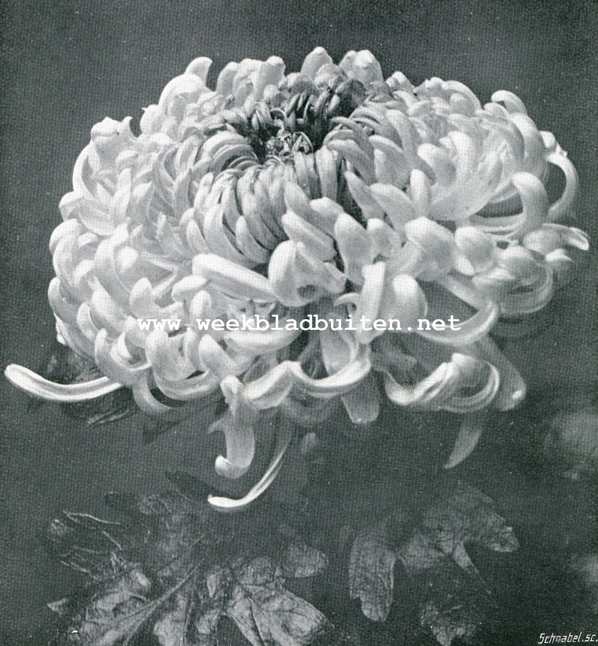 Chrysanthemum 