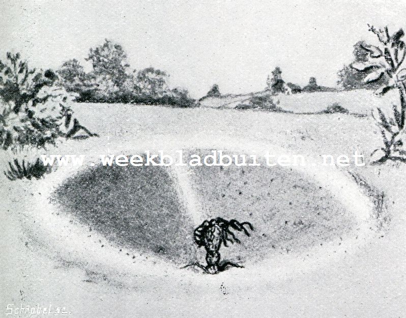 Bij de mieren. Larve van een mierenleeuw een mier vangend