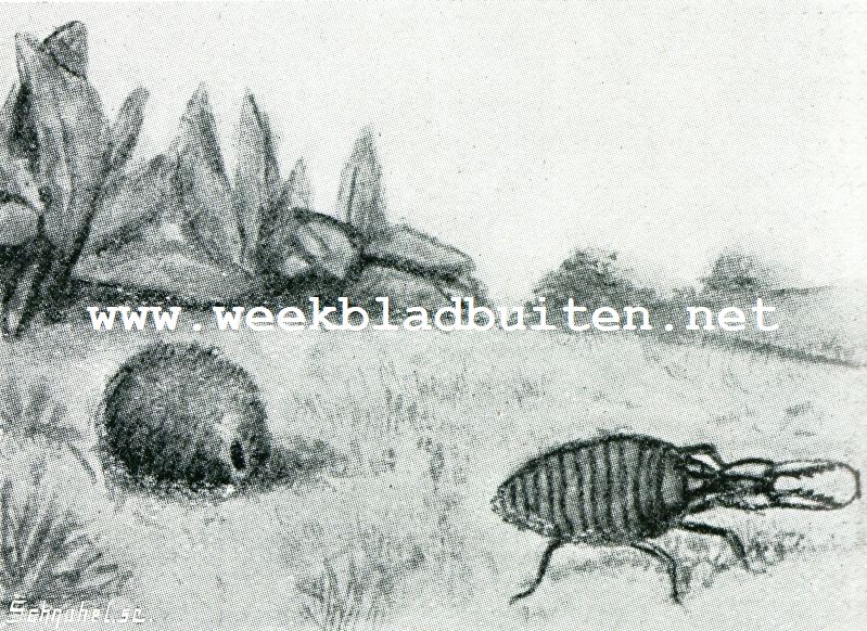 Bij de mieren. Cocon en larve van den mierenleeuw