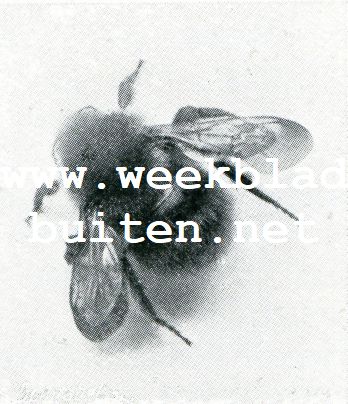 Iets over hommels. Aardhommel. Arbeidster
