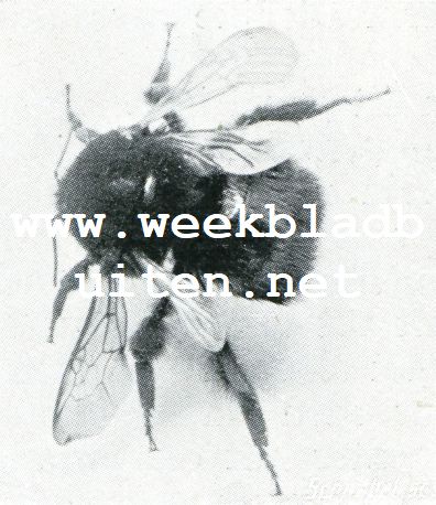 Iets over hommels. Aaardhommel. Groot wijfje