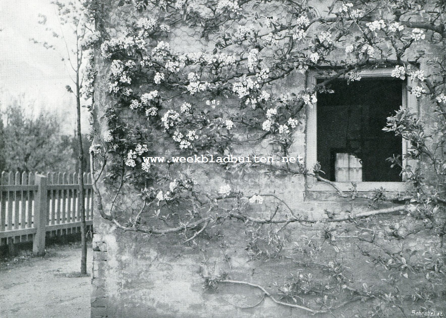 Morellen-bloesem