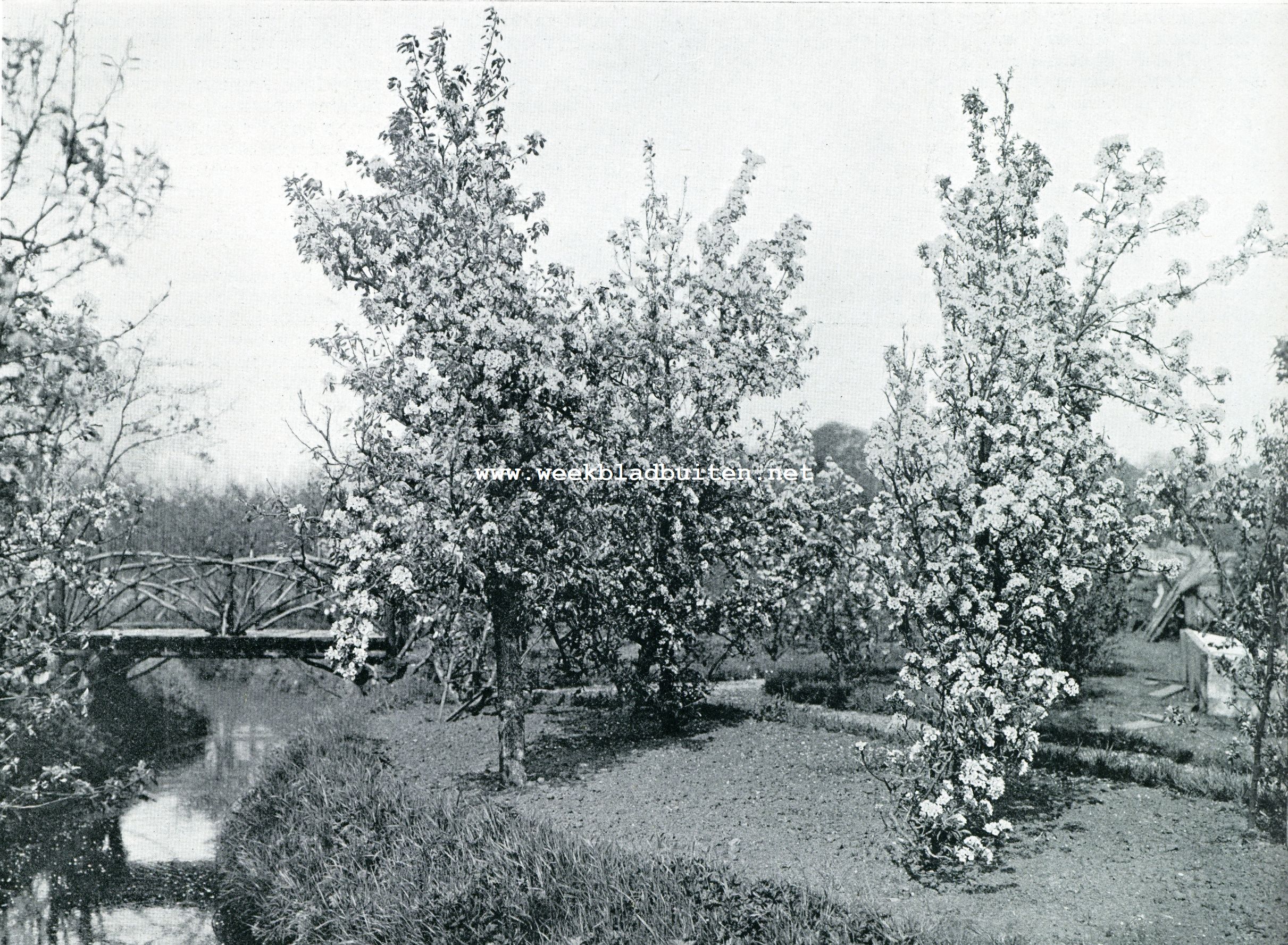 Bloesemweelden in den vruchtentuin van den heer D.P. Schrikker, Amsteldijk te N.-Amstel 1