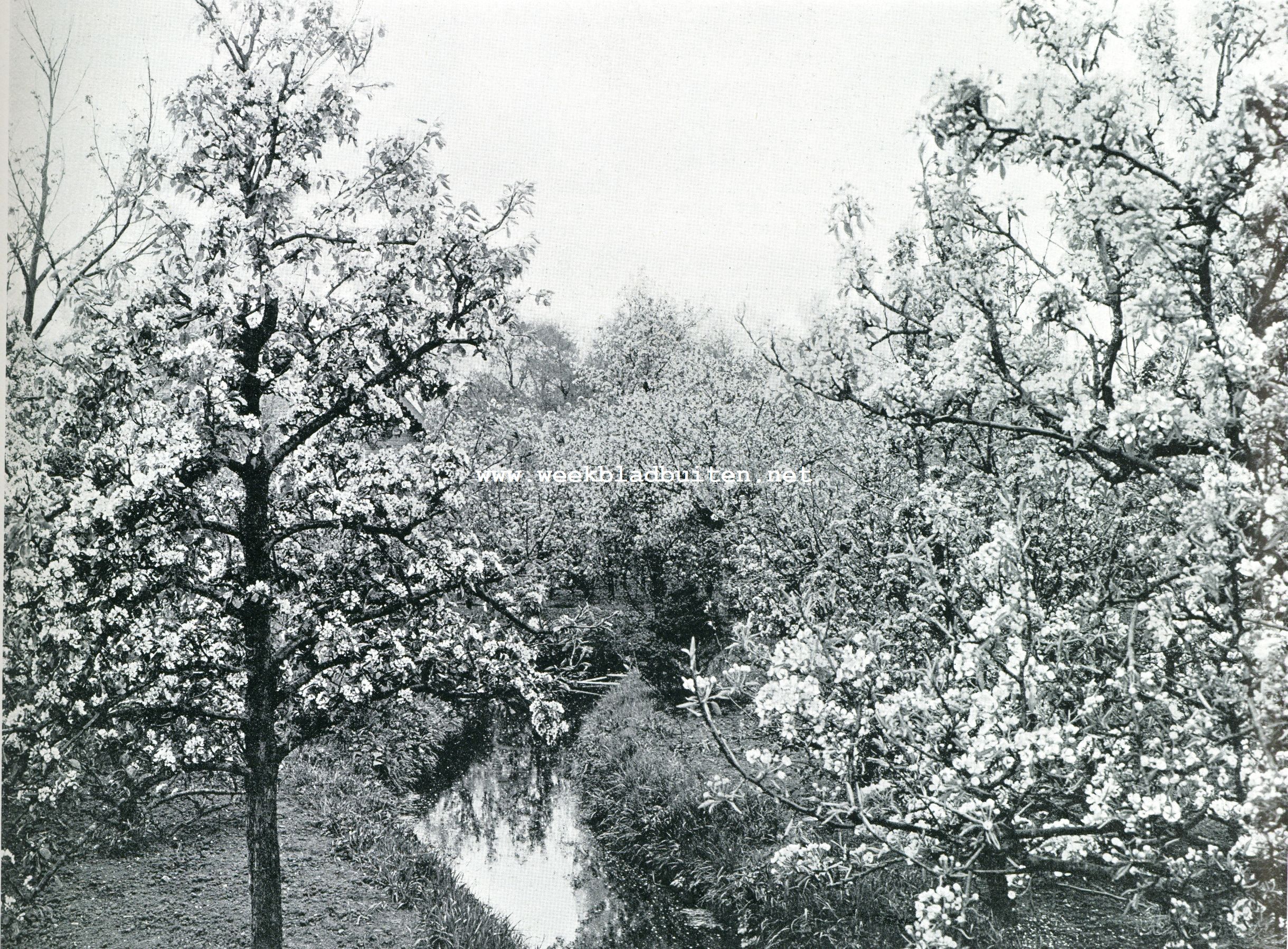 Bloesemweelden in den vruchtentuin van den heer D.P. Schrikker, Amsteldijk te N.-Amstel 2