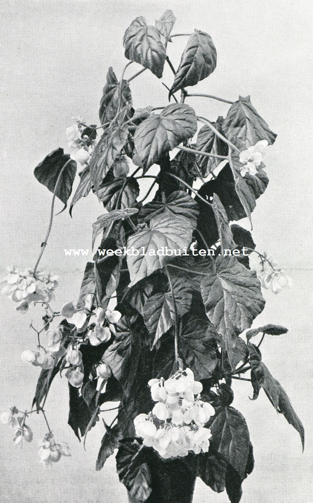 Begonia Hybrida 