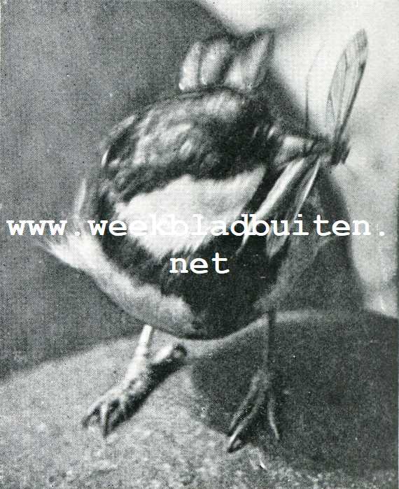 Bij de meezen. Een lekker hapje gauw aan zijn jongen gebracht