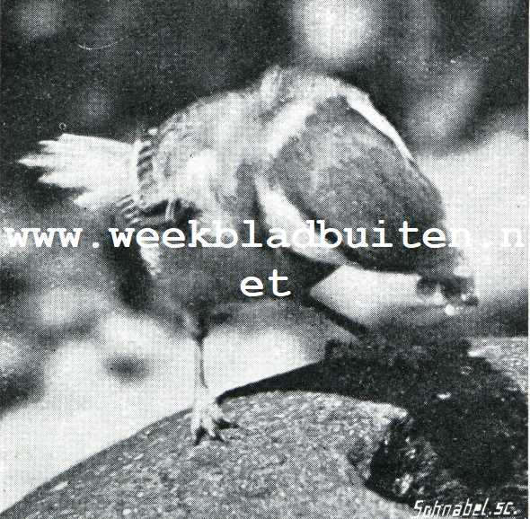 Bij de meezen. Vredesbeeld: de koolmees broedende in een kanonskogel