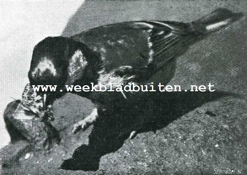 Bij de meezen. Koolmees op 't punt een vlinder aan zijn jongen te brengen